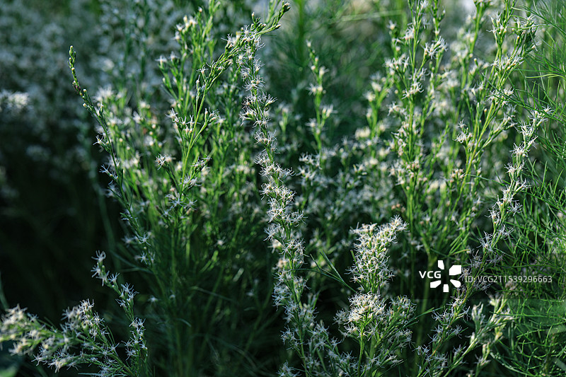 朱巴木图片素材