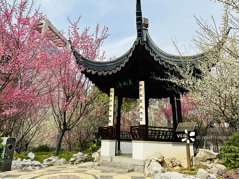 南京大学香雪海图片素材