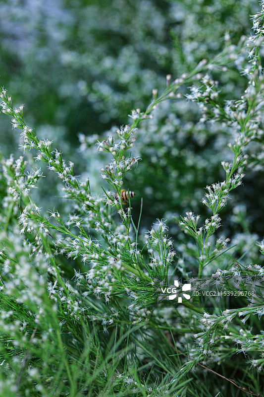 朱巴木图片素材