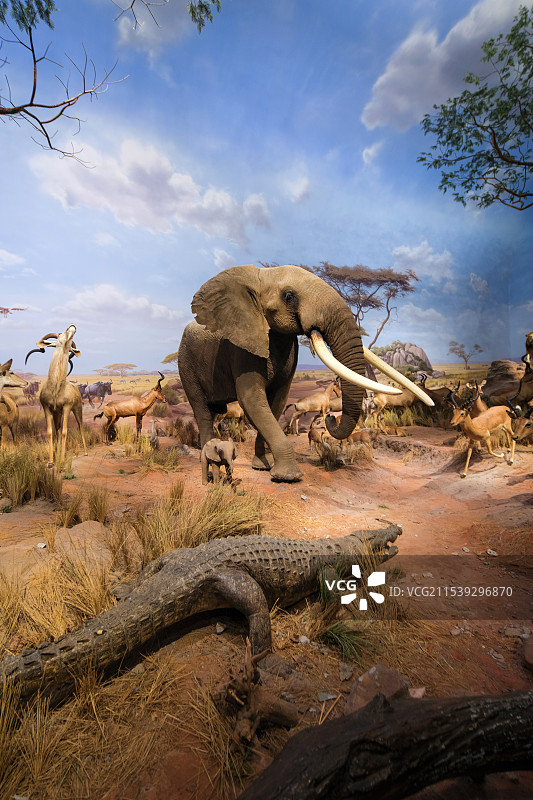 山东博物馆“非洲野生动物大迁徙展”-旱季的塞伦盖蒂草原图片素材