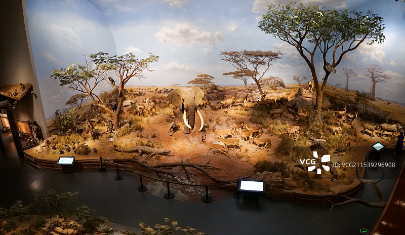 山东博物馆“非洲野生动物大迁徙展”-旱季的塞伦盖蒂草原图片素材