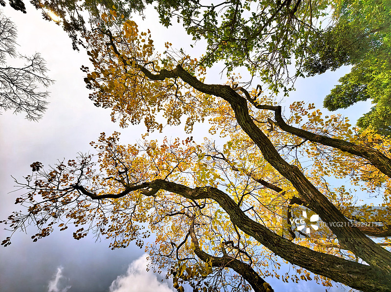 乌桕树仰拍图特写图片素材