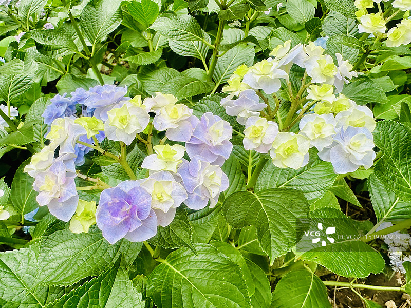 蓝紫色绣球花图片素材