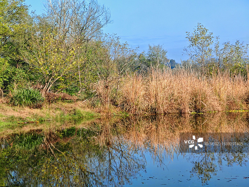 冬天湿地公园的景色图片素材