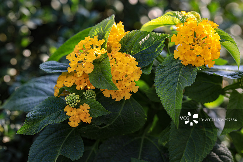 马缨丹图片素材