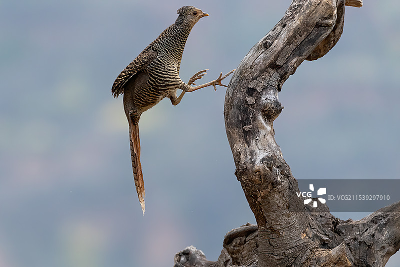 跃上古树的红腹锦鸡图片素材