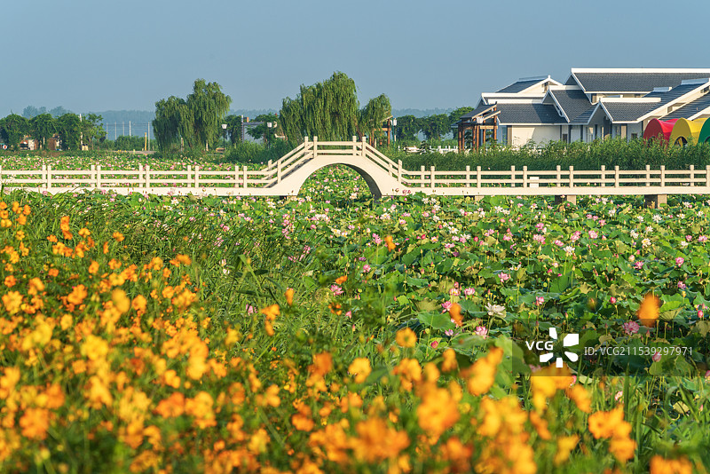 江苏金湖县荷花荡图片素材