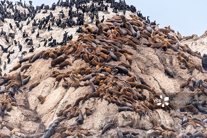 岩石上的海狮 Sea Lions on Rocks图片素材