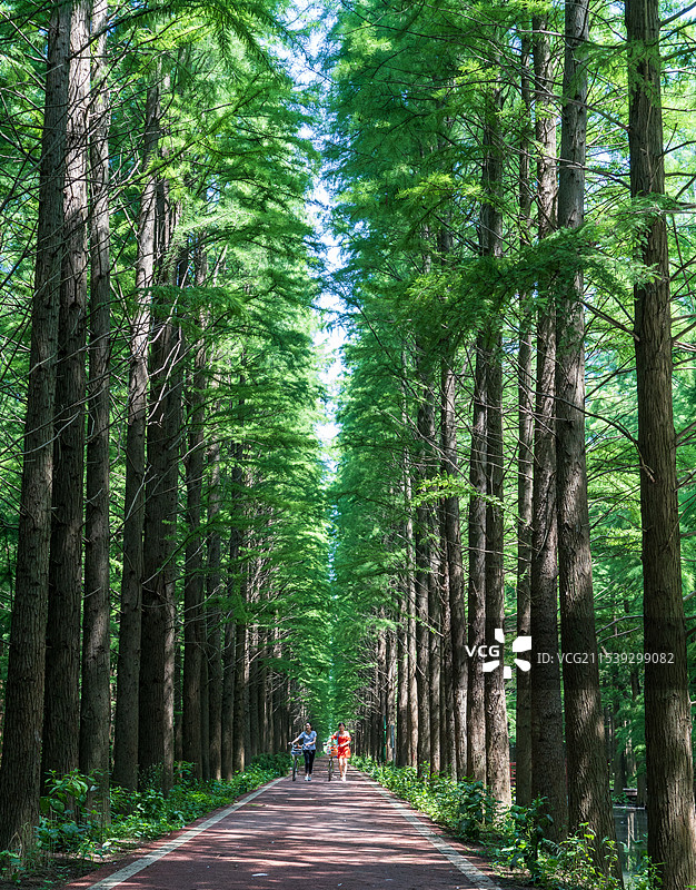 江苏金湖县森林公园图片素材