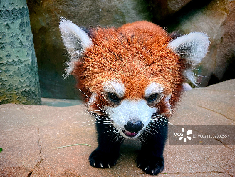 小熊猫图片素材