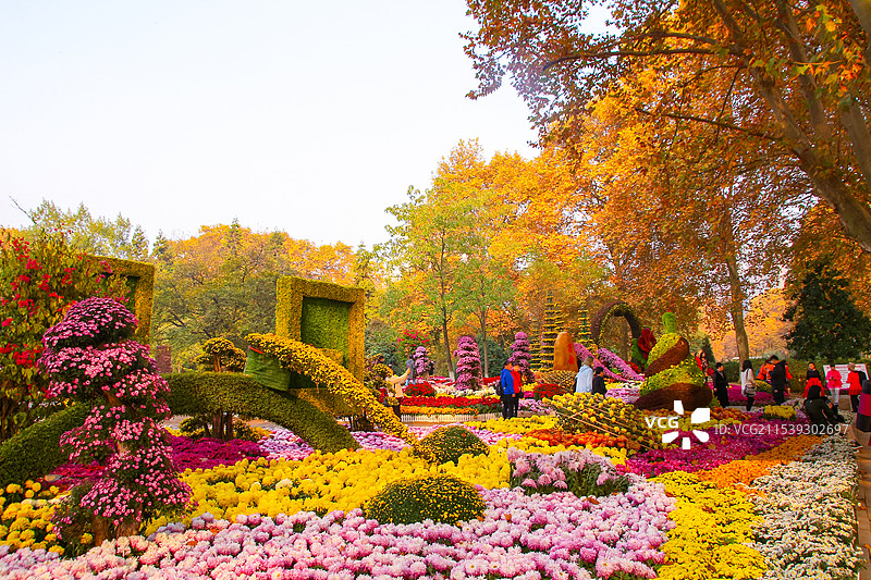 秋日菊花盛宴图片素材