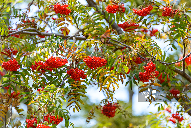 吉林延边长白山景区花楸树浆果特写图片素材