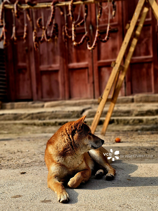 “看家狗”图片素材