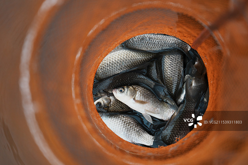 钓鱼渔获图片素材