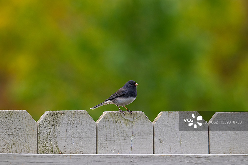 《暗眼灯草鹀》图片素材