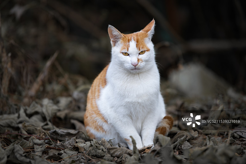 可爱的猫咪图片素材