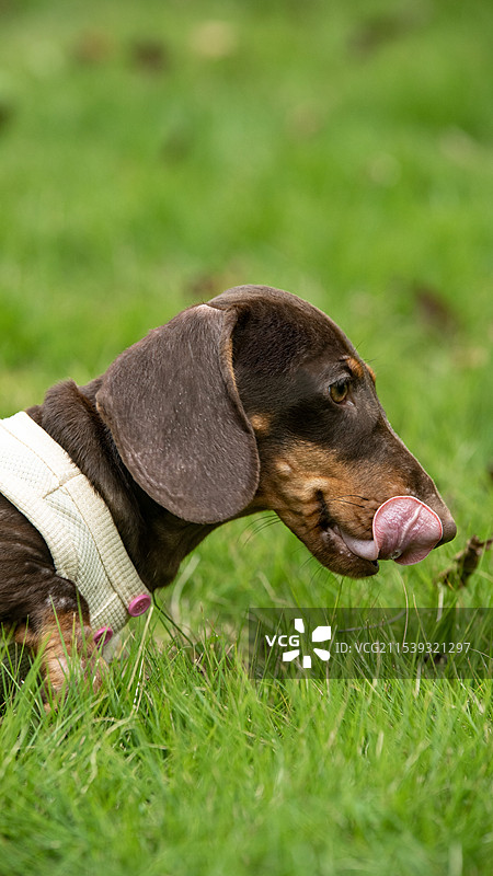 小腊肠吐舌头图片素材