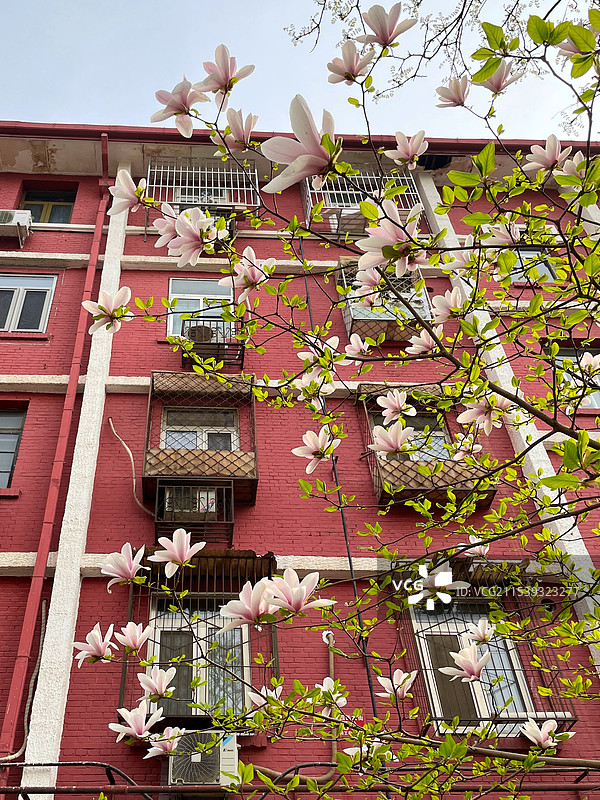 红楼前盛开的玉兰花图片素材