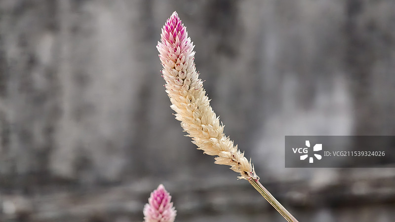 拳参（草本植物）特写图片素材