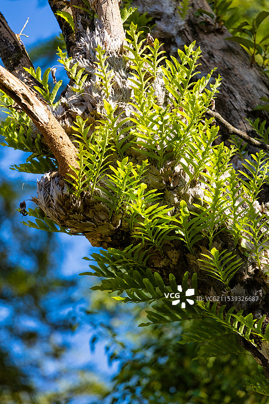 附生在大树枯木上的蕨类植物图片素材