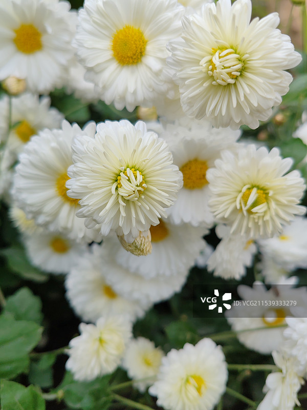 白色雏菊的特写镜头图片素材