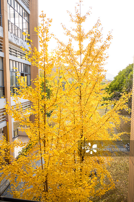 秋日暖阳下的银杏图片素材