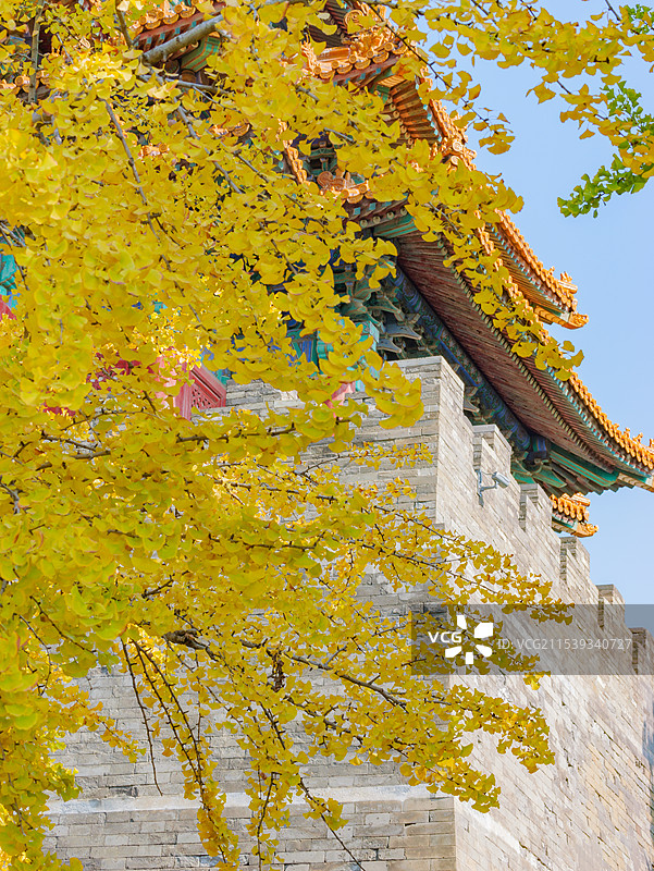 角楼银杏图片素材