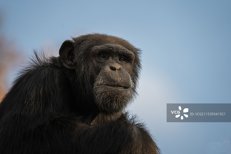 黑猩猩图片素材