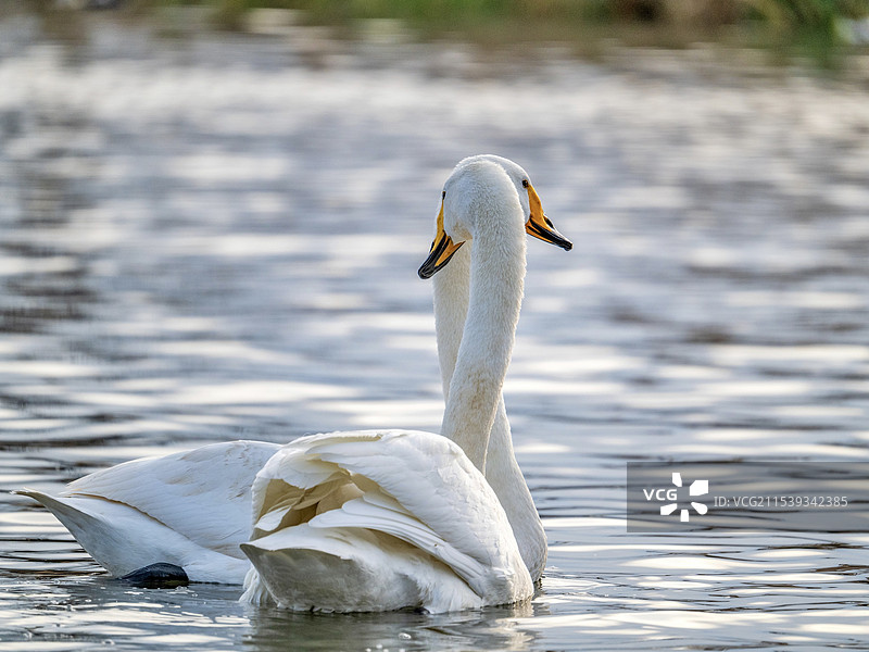 荣成天鹅湖里的天鹅图片素材