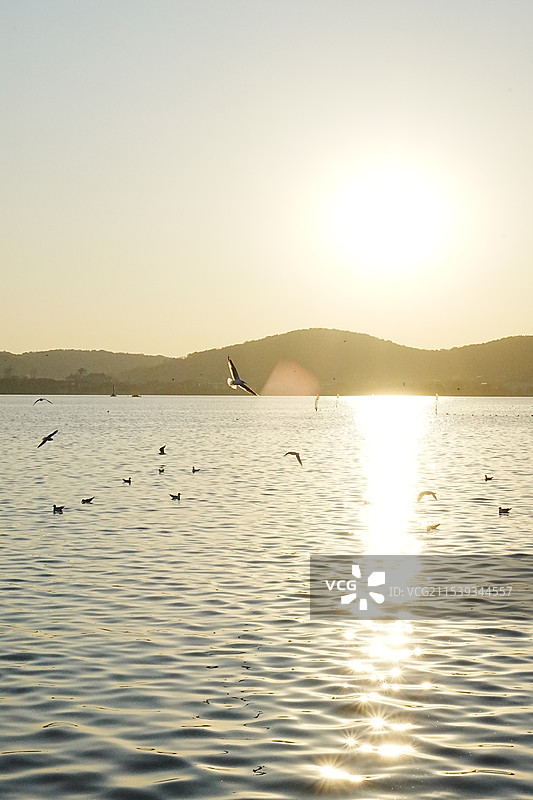 无锡蠡湖中央公园落日余晖下的海鸥图片素材