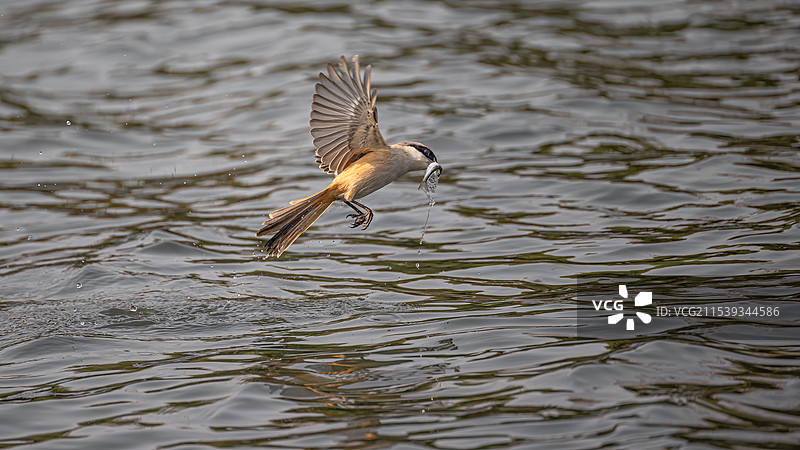 棕背伯劳图片素材