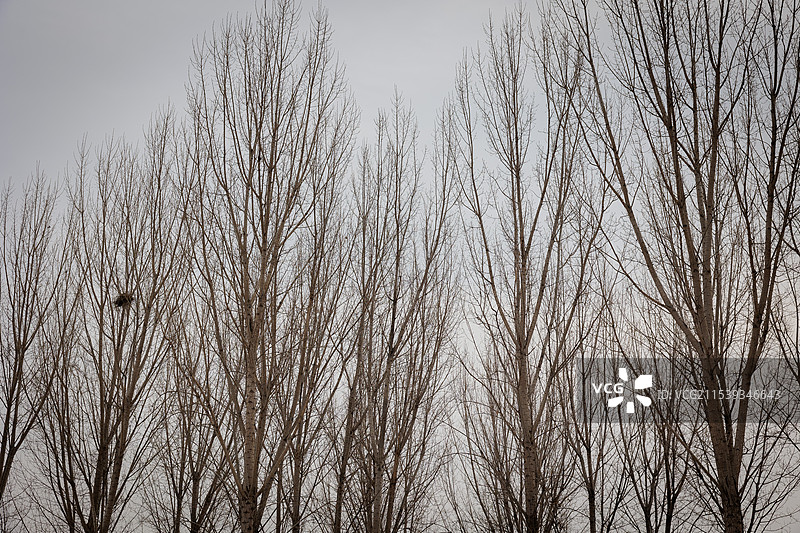 北京东小口森林公园生态环境——冬天的落叶乔木图片素材