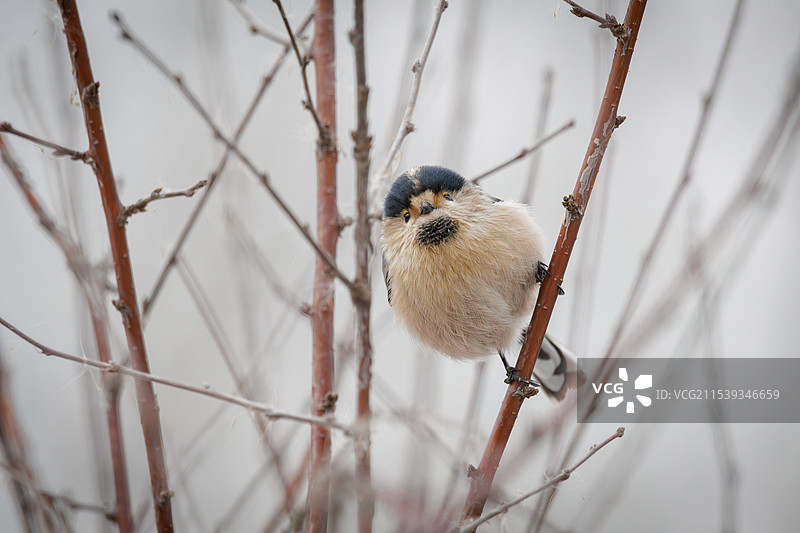 北京东小口森林公园生态环境——栖息在树上的银喉长尾山雀图片素材