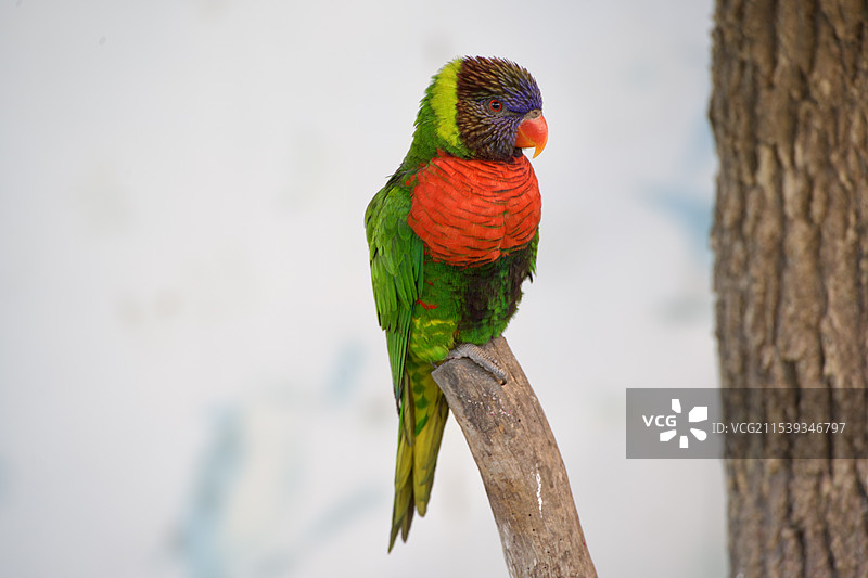 彩虹吸蜜鹦鹉图片素材