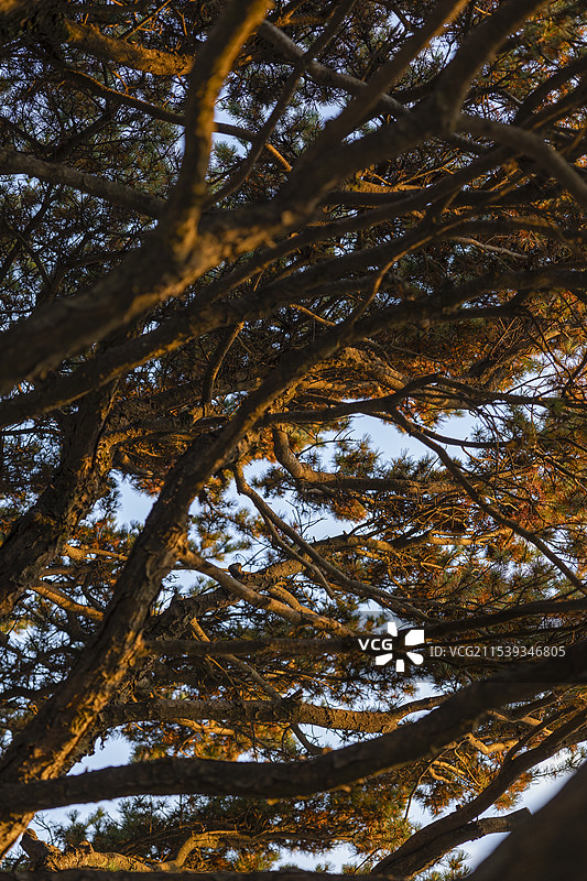 傍晚金光巨大五针松图片素材