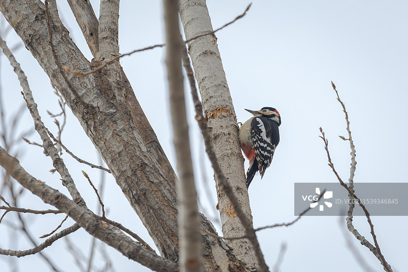 北京东小口森林公园生态环境——栖息在树上的大斑啄木鸟图片素材