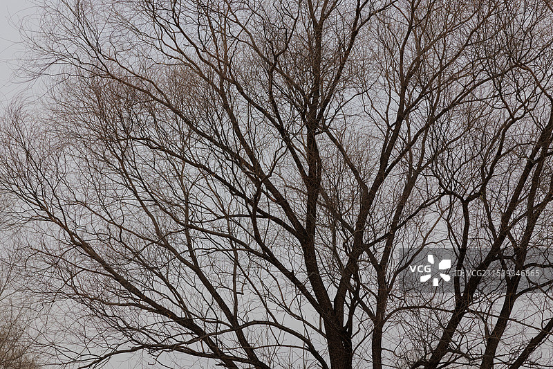 北京东小口森林公园生态环境——冬天的落叶乔木图片素材