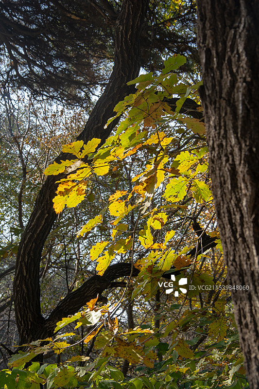 秋天黄叶图片素材