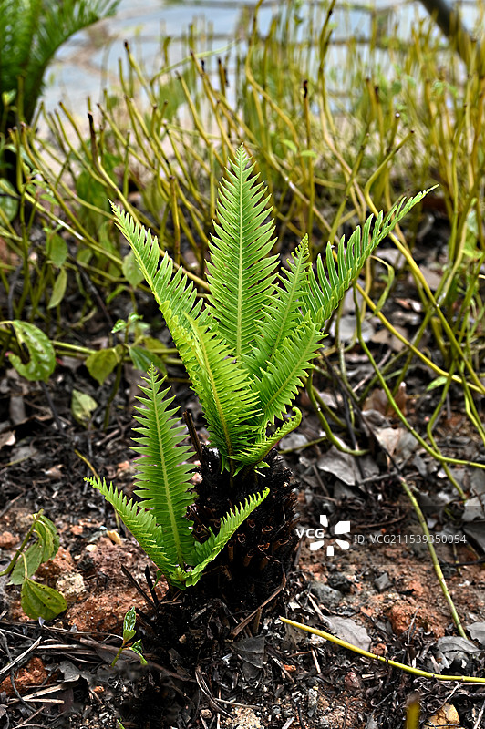 阳光下蕨类植物苏铁蕨特写图片素材