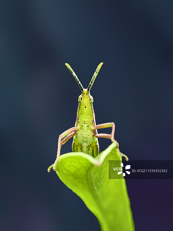 威武的蚱蜢图片素材