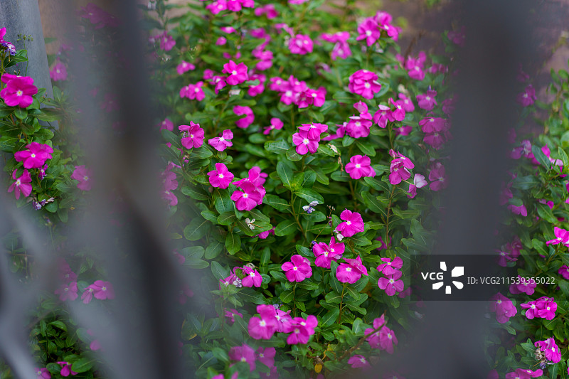 槟城乔治镇漫游图片素材