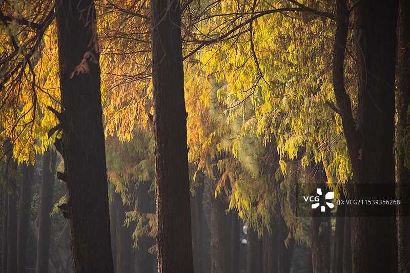 广州麓湖公园冬天时的秋景 水杉倒映 光影斑驳图片素材