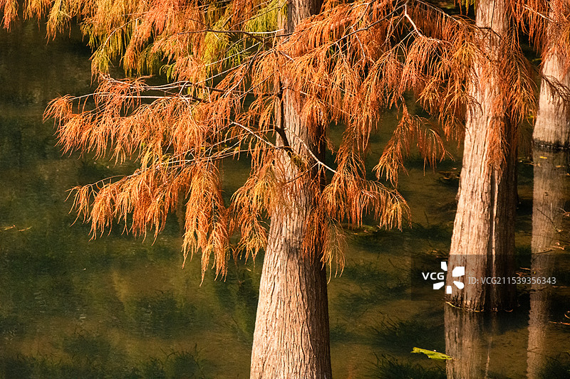 广州麓湖公园冬天时的秋景 水杉倒映 光影斑驳图片素材