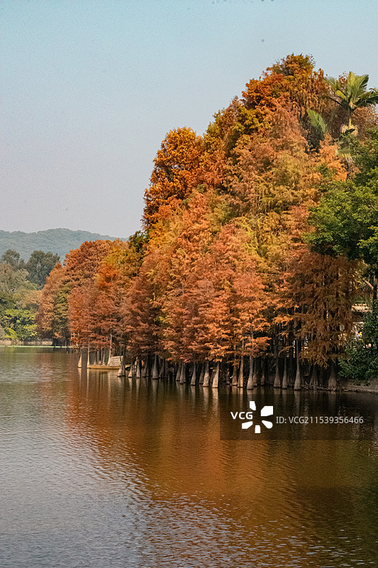 广州麓湖公园冬天时的秋景 水杉倒映 光影斑驳图片素材