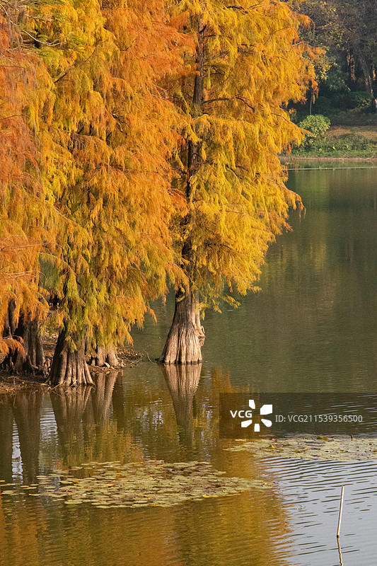 广州麓湖公园冬天时的秋景 水杉倒映 光影斑驳图片素材