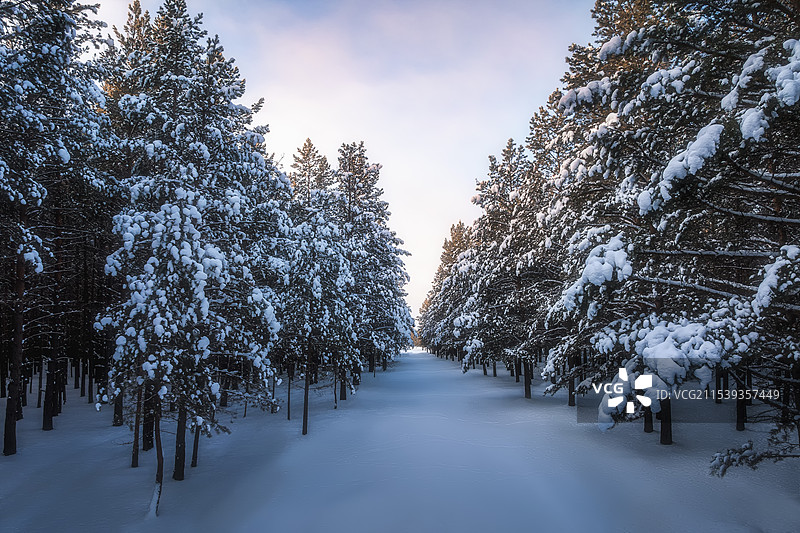 大雪压枝（樟子松）图片素材