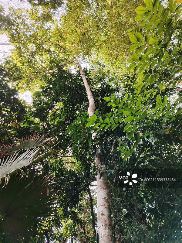 见血封喉图片素材