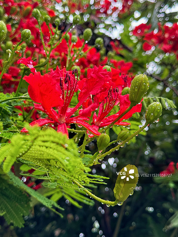 雨后火红的凤凰花图片素材