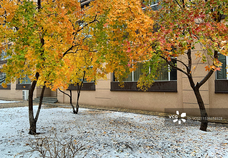 一层薄雪使校园秋叶增色不少图片素材