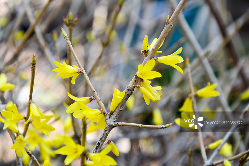 春花迎春花图片素材